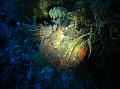 Poisson Chapon